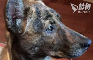 民主派初選案|毛孟靜獲釋一周 再發文交代近況:愛犬在她回家前已離世